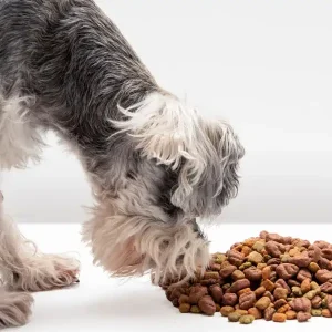 Hrană uscată pentru câini