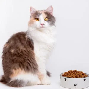 Dietă veterinară pisici