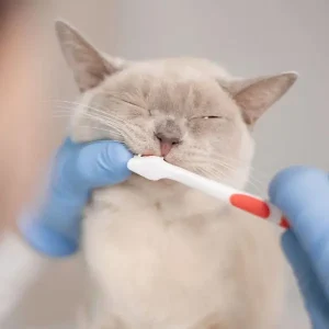 Igienă dentară pisici