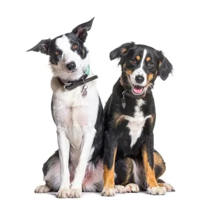 Dietă veterinară câini