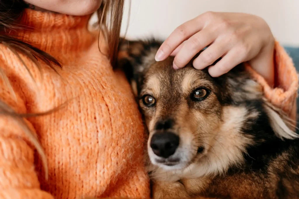 Tree Vet – Cabinet Veterinar și Farmacie Bucuresti Tri Vet SRL