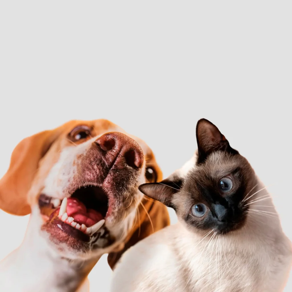 Tree Vet – Cabinet Veterinar și Farmacie Bucuresti Tri Vet SRL