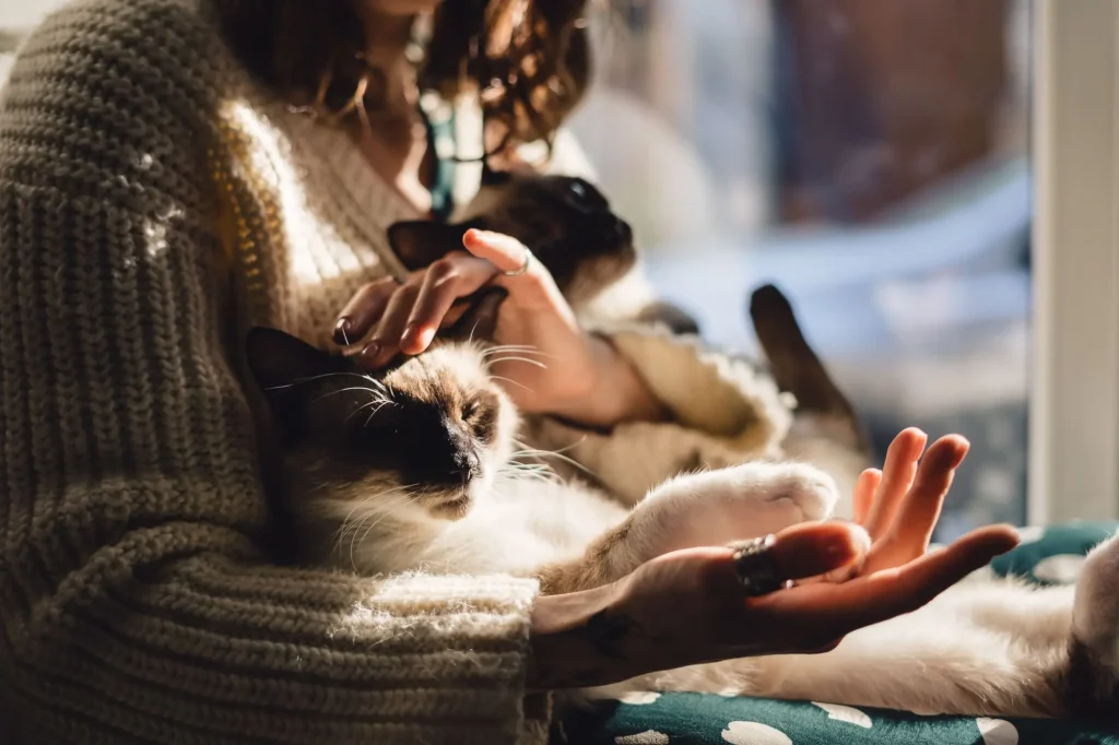 Tree Vet – Cabinet Veterinar și Farmacie Bucuresti Tri Vet SRL